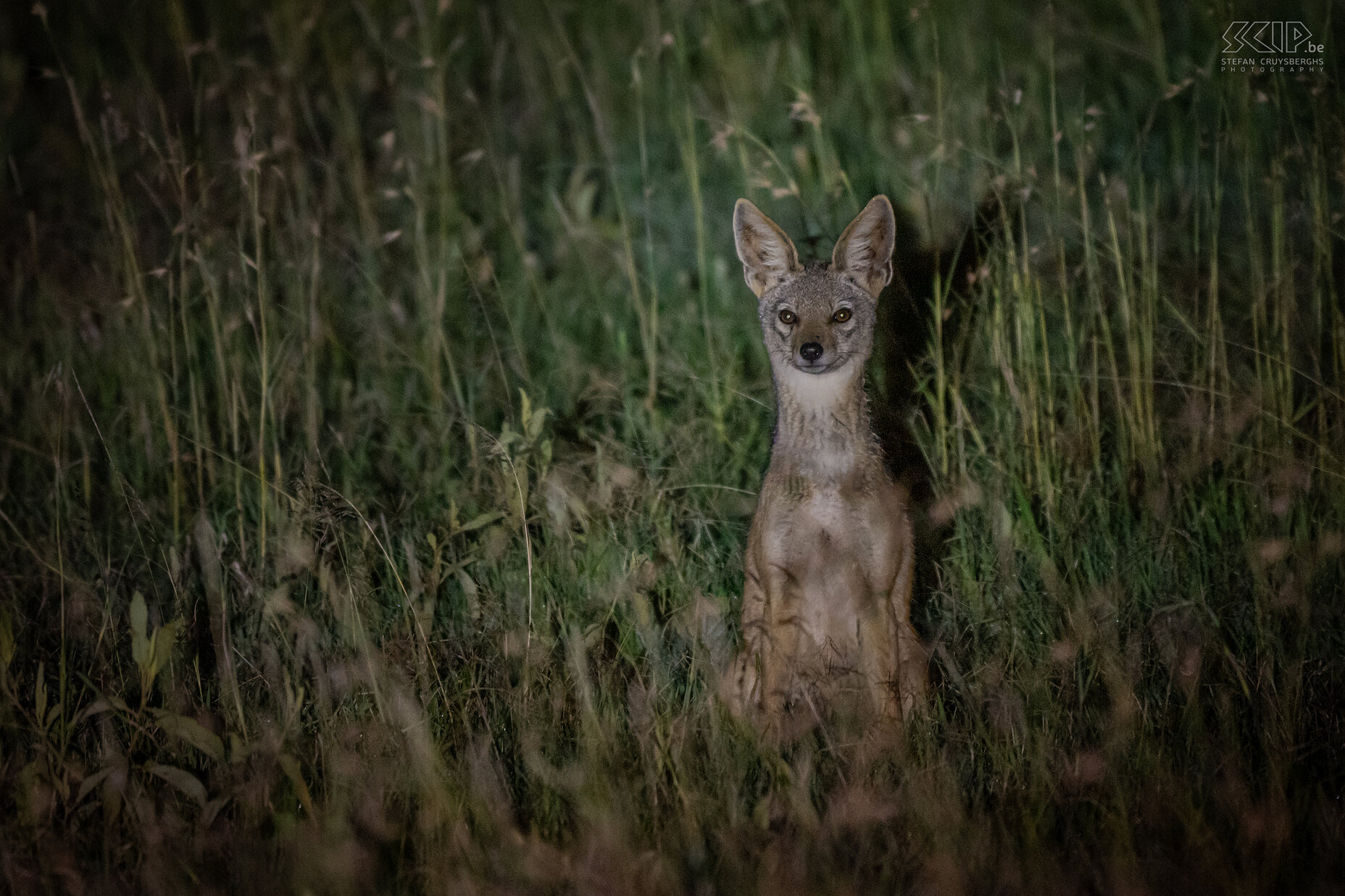 Solio - Jakhals Jakhals tijdens een nacht safari in Solio. Stefan Cruysberghs